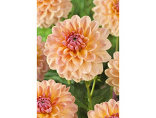 89,4���. �������� ����(�������� ���� �� 1 ��., ����������� ����� 1��.)���15.jpg