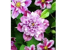 245���. �������� �����.jpg