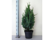 86,9���. ����������� Chamaecyparis lawsoniana Columnaris.jpg