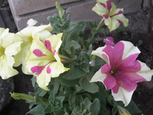20150613 202333.jpg