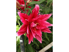 59���. ����� ROSELILY �����(�������� ���� �� 5 ��., ����������� ����� 1��.).jpg