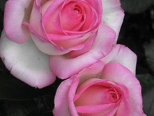 ��������� ������ 220���. (����� �������� ��� 12��.).jpg