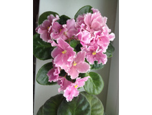 ������� �� ���������