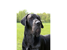 �������� ������ ���� ������� (3,5 �)