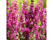 141���. ������ ���� �����.jpg