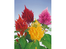 ������� ������� 20�� 15.jpg