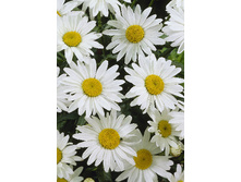 146,5���. ������� �������(�������� ���� �� 1 ��., ����������� ����� 1��.).jpg