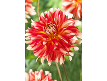 84,8���. �������� ����� ����(�������� ���� �� 1 ��., ����������� ����� 1��.)���15.jpg