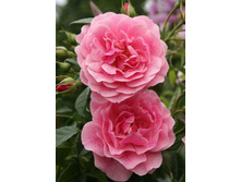 ������� 220���. (����� �������� ��� 28��.).jpg