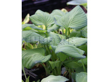 Hosta-Guacomole.jpg