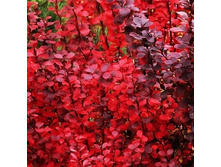 137���. �������� �������� ��� ������.jpg