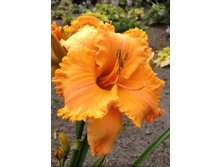 241,4���. �������� ������� �������(�������� ���� �� 1 ��., ����������� ����� 1��.)���16.jpg