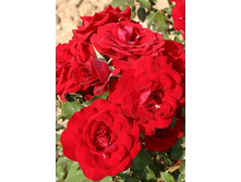 ������������� 220���. (����� �������� ��� 9��.).jpg