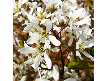 163���. ���� ������� �������.jpg