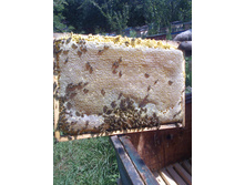 ������� ���������� ����