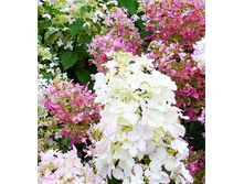 148���. ��������� ����������� ���� ����.jpg