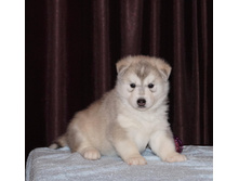 ������ №1 (28 ����)-���������