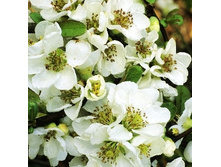 136���. ���� ���������� (���������) �������.jpg