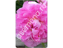 ���� ������.jpg