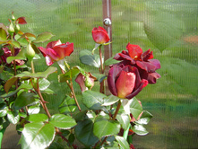 Eddy Mitchell (6).JPG