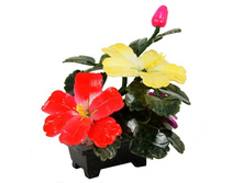 ���������� � ����� "�����"