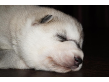 ������ №1 ( 14 ����) -���������