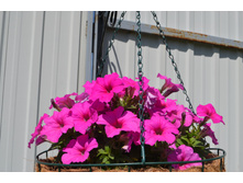 ������� Easy Wave Neon Rose