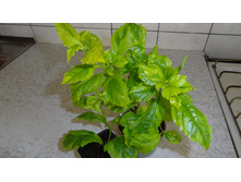 �������� Duranta erecta "Golden Edge"- ������ �������� �������� .....