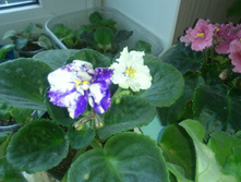 ����� �����