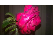 WP 20151020 20 36 41 Pro.jpg