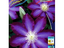 245���. �������� �����.jpg