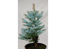 106,7���. ��� Picea pungens Glauca Arizonica.jpg