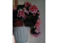 IMG 20151002 130338.jpg