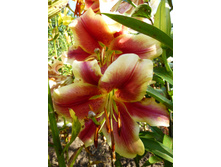 ������� ���