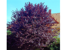 ����� ������������� (�����) ����� -187