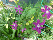 ���������� ����