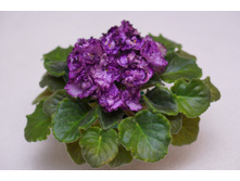 Midnight Twist (�����)