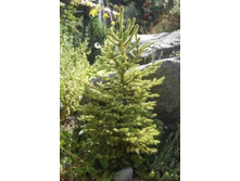 172,7���. ��� Picea abies Gold Dust.jpg