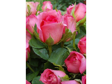 �������� 220���. (����� �������� ��� 1��.).jpg