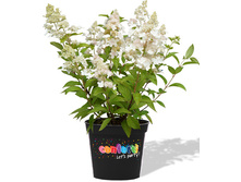 280���. ��������� ����������� �������� ���16.jpg