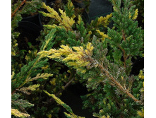 106,7���. ������������ Juniperus squamata Golden Flame.jpg