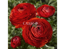 ����� ���� ������� 3�� 31,5.jpg