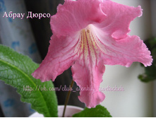 ����� �����