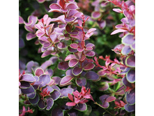 137���. �������� �������� ������ ����.jpg