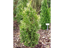 112,2���. ��� Thuja occidentalis Konfettii.jpg