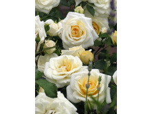 �������� 220���. (����� �������� ��� 10��.).jpg