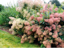 ������� ���������� ��� ����-309