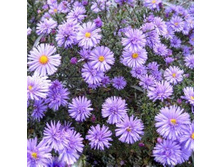 ����� ������������� ���� �� ���.jpg