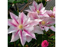 �������� ��������� 221