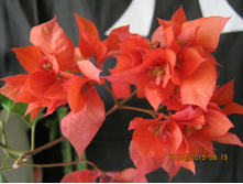 ����������� Double Red
